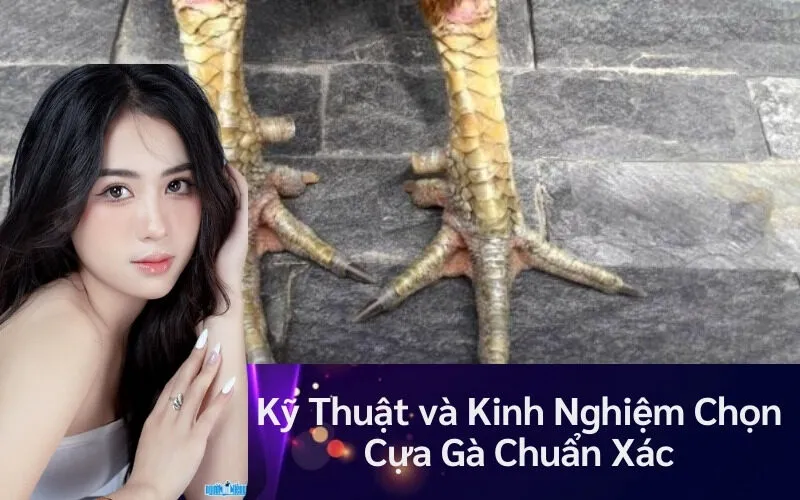 Kỹ Thuật và Kinh Nghiệm Chọn Cựa Gà Chuẩn Xác
