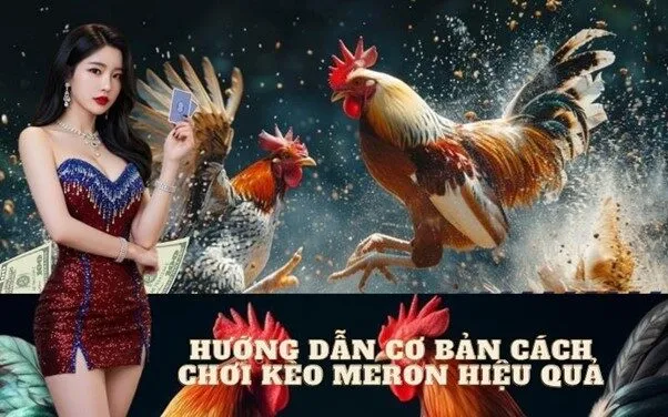 Hướng dẫn cơ bản cách chơi Kèo Meron hiệu quả
